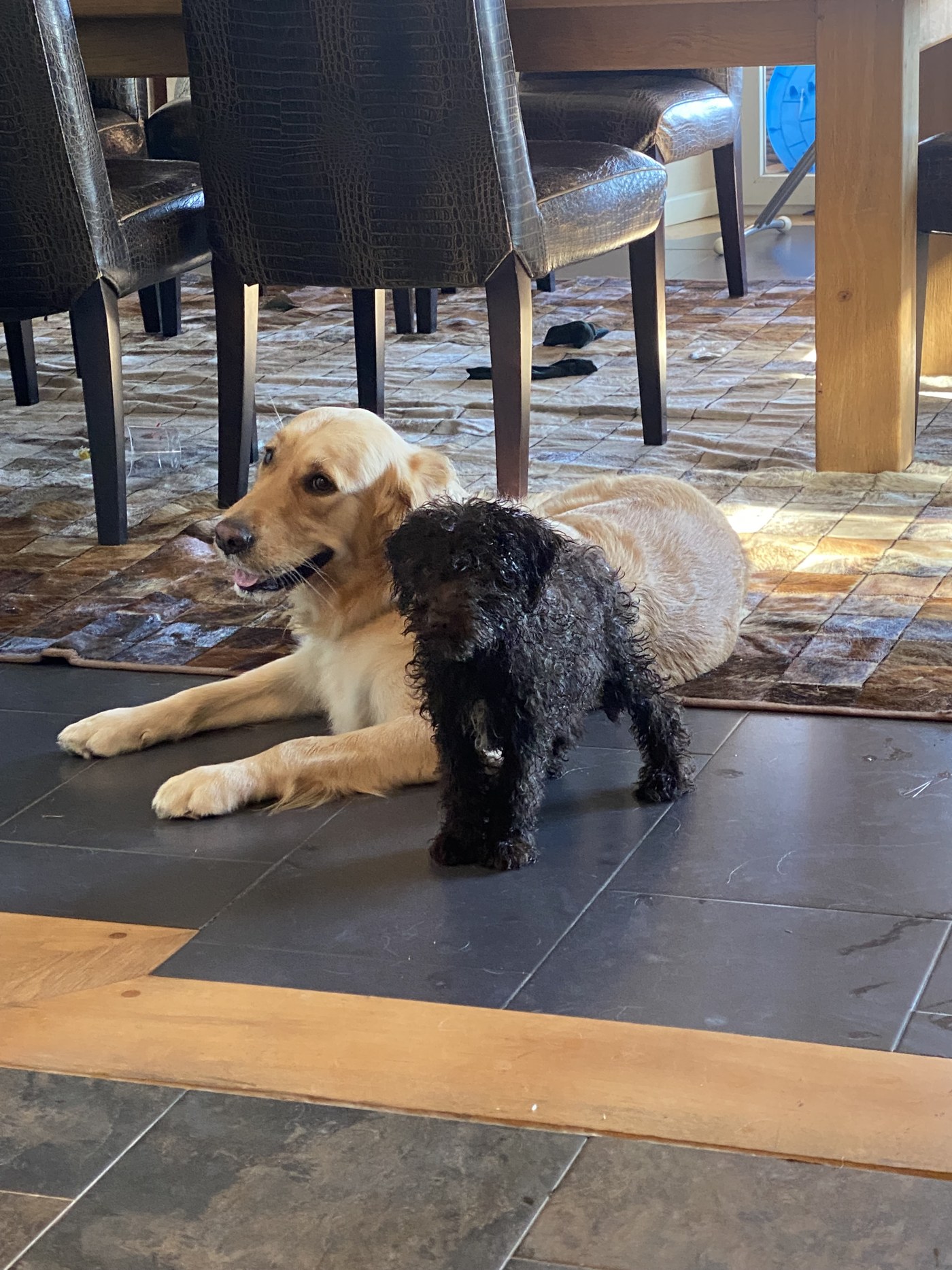 Bobby joins the pack, October 2021