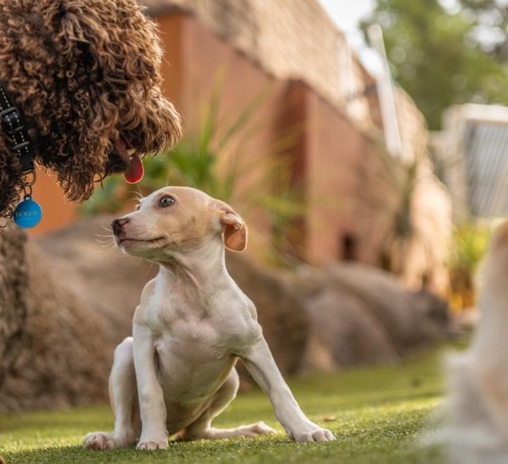 Tiny Sunny meeting Bobby